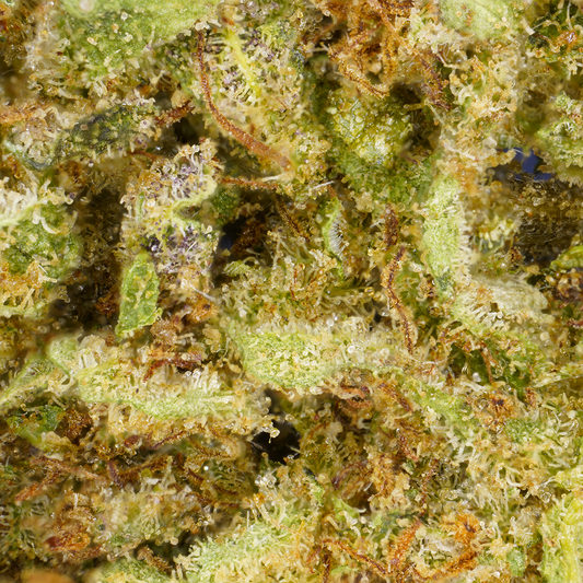 Critical ⬩ Indoor