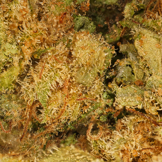 Gelato ⬩ Indoor