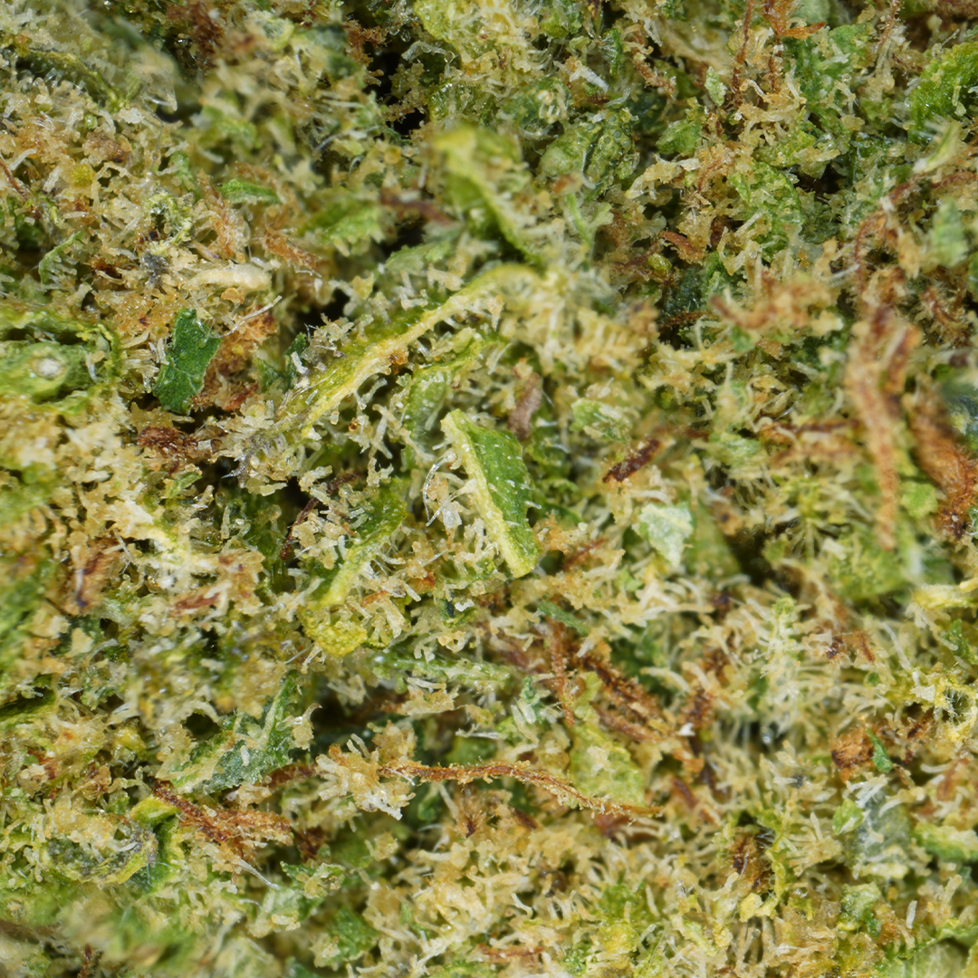 Alien Kush CBD ⬩ Hydro