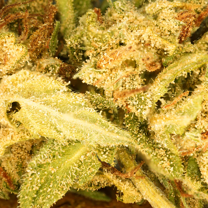 Banana Cream CBG ⬩ Greenhouse
