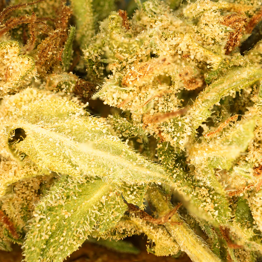 Banana Cream CBG ⬩ Greenhouse
