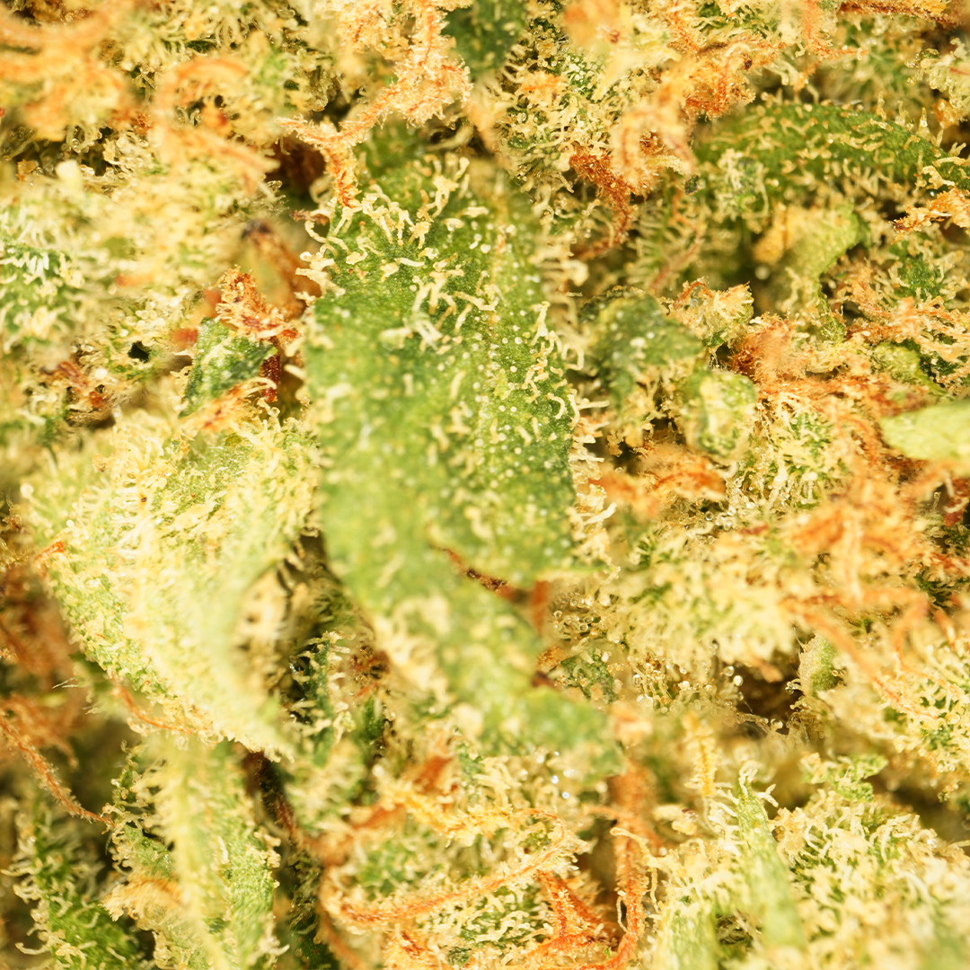 Blue Dream ⬩ Hydro