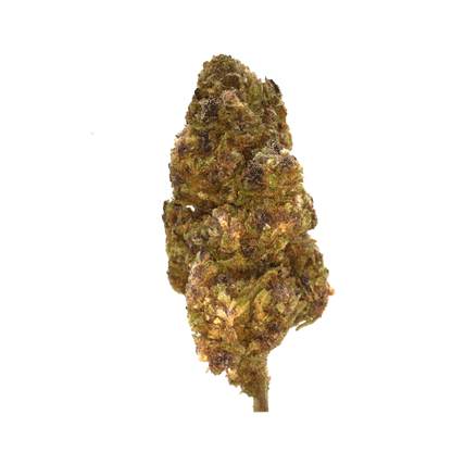 Purple Haze ⬩ Greenhouse