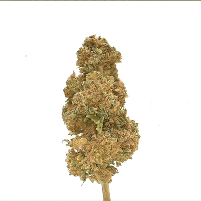 Gorilla Glue ⬩ Indoor