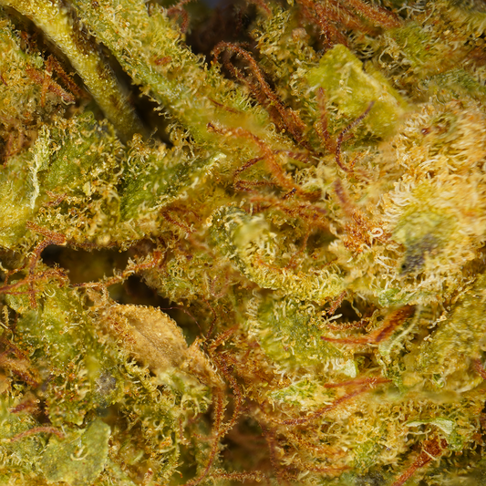 Lemon Haze ⬩ Greenhouse