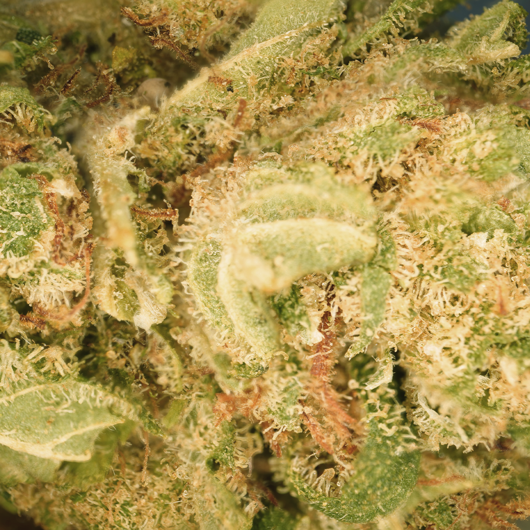 Mango Haze ⬩ Hydro