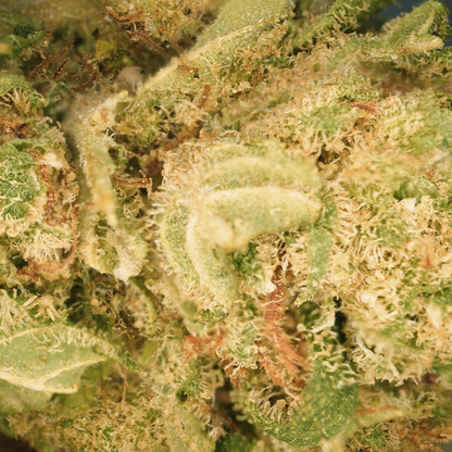 Mango Haze ⬩ Hydro