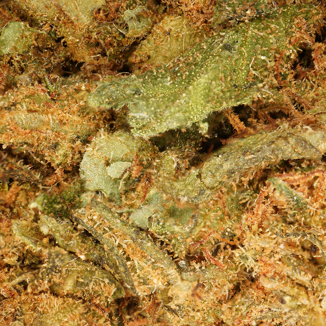 OG Kush ⬩ Greenhouse