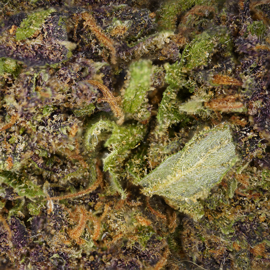 Rainbow Runtz ⬩ Indoor