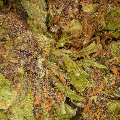 Sour Diesel ⬩ Greenhouse