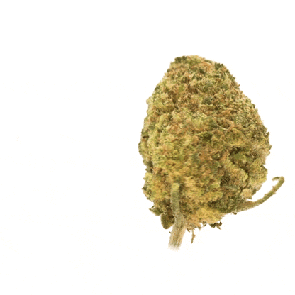 Alien Kush CBD ⬩ Hydro