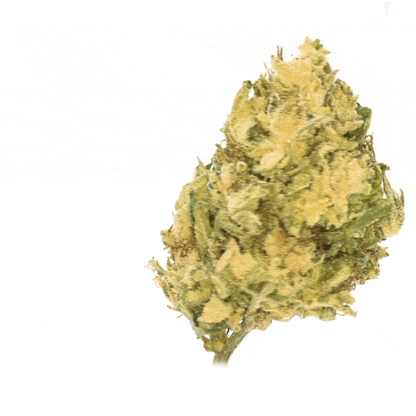Banana Cream CBG ⬩ Greenhouse