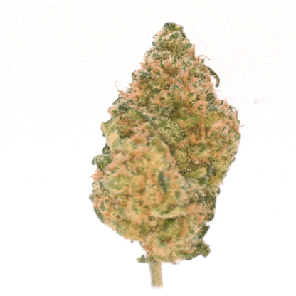 Blue Dream ⬩ Hydro