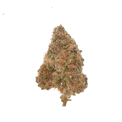Sour Diesel ⬩ Greenhouse