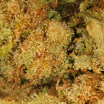 Gelato ⬩ Indoor
