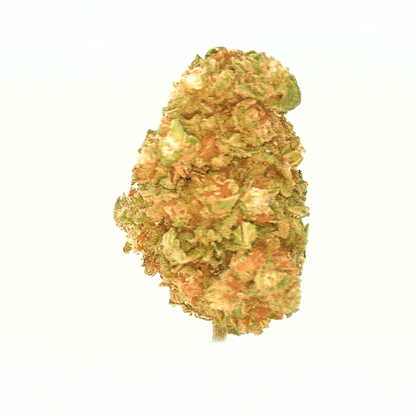 Gelato ⬩ Indoor
