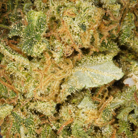 Gorilla Glue ⬩ Indoor