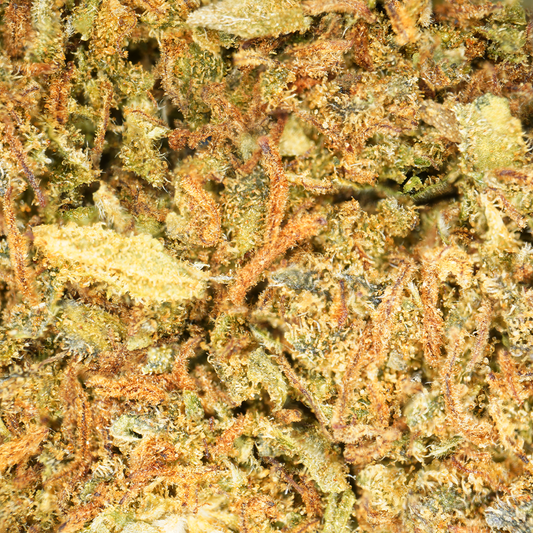 Jack Herer ⬩ Greenhouse