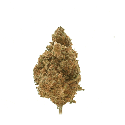 Jack Herer ⬩ Greenhouse