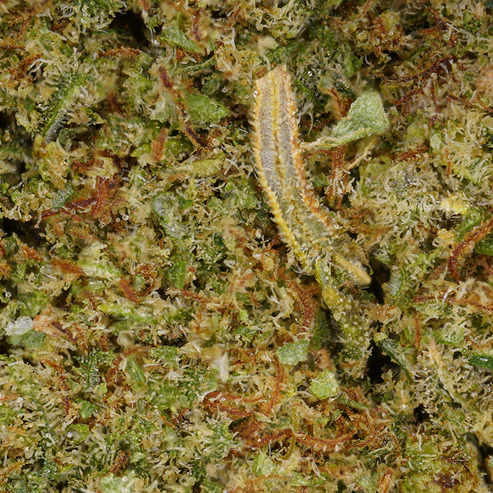 Mandarine ⬩ Hydro