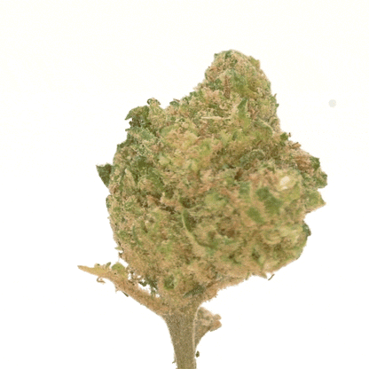 Mango Haze ⬩ Hydro
