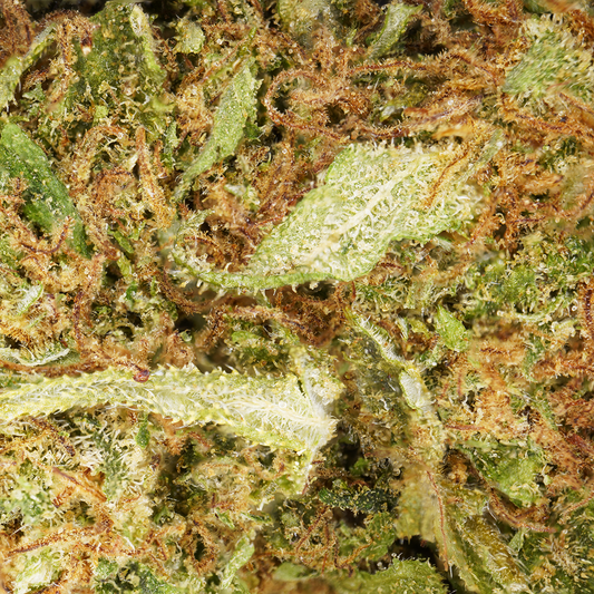 White Widow ⬩ Indoor